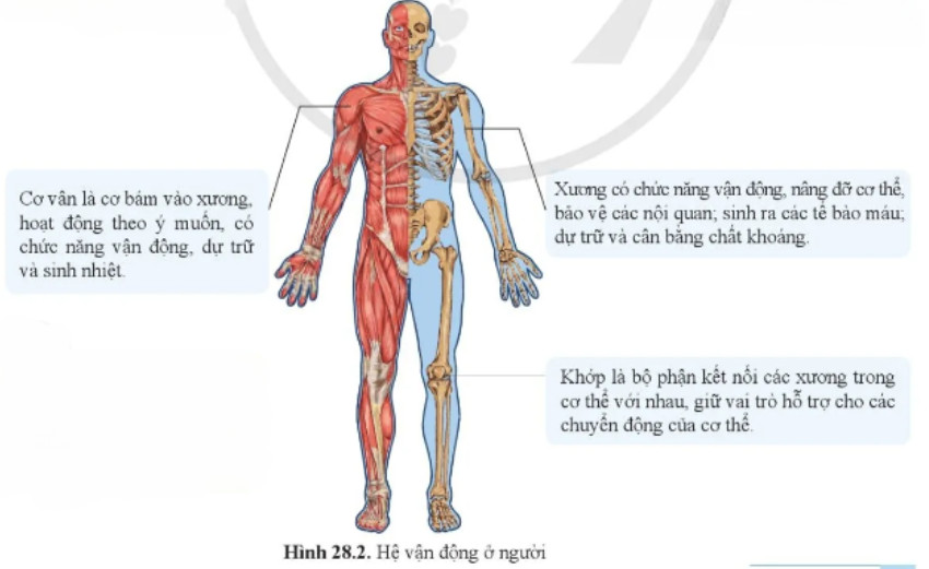 Câu hỏi 1 trang 131 KHTN lớp 8