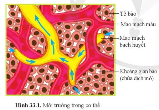 Câu hỏi 1 trang 157 KHTN lớp 8