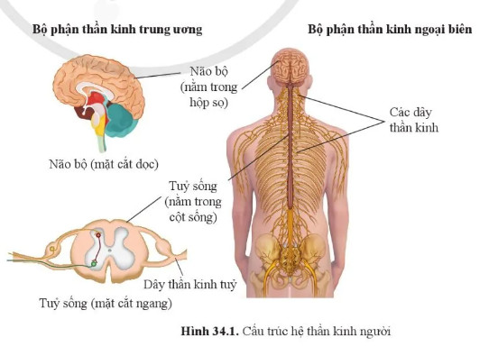 Câu hỏi 1 trang 162 KHTN lớp 8