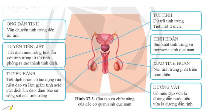 Câu hỏi 2 trang 174 KHTN lớp 8