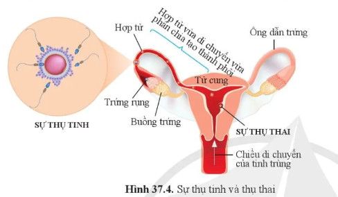 Câu hỏi 3 trang 175 KHTN lớp 8