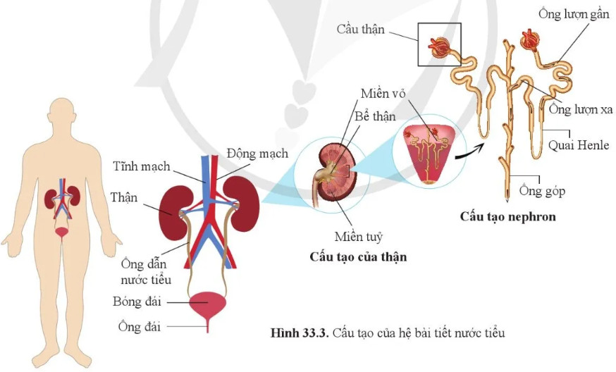 Câu hỏi 4 trang 159 KHTN lớp 8