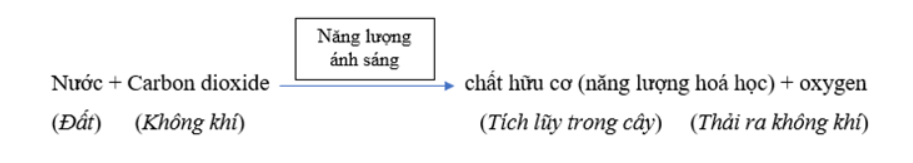 Câu hỏi 4 trang 92 KHTN lớp 7: Viết sơ đồ dạng chữ thể hiện mối quan hệ giữa trao đổi chất và chuyển hoá năng lượng ở tế bào lá cây