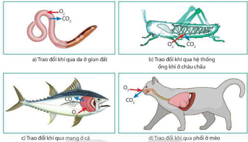 Câu hỏi 6 trang 110 KHTN lớp 7: Cho biết cơ quan nào thực hiện quá trình trao đổi khí ở động vật.