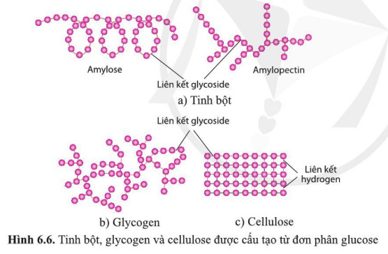 Cấu Tạo Cellulose: Khám Phá Chi Tiết và Ứng Dụng Thực Tiễn