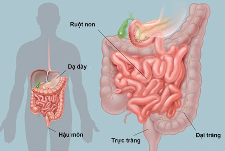 Câu hỏi 7 trang 125 KHTN lớp 7: Thức ăn đã tiêu hoá (chất dinh dưỡng) đi đến các bộ phận khác nhau của cơ thể theo con đường nào?