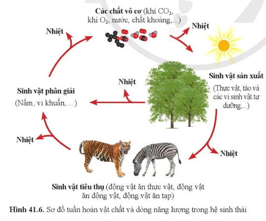 Câu hỏi 7 trang 191 KHTN lớp 8