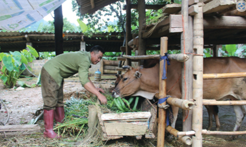 Luyện tập 6 trang 138 KHTN lớp 7: Vì sao mùa đông cần cho gia súc ăn nhiều hơn đặc biệt là gia súc còn non