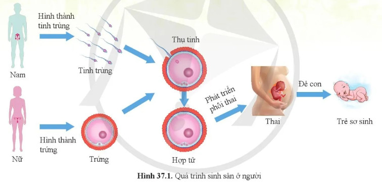 Mở đầu trang 173 Bài 37 KHTN lớp 8