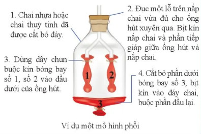 Tìm hiểu thêm trang 153 KHTN lớp 8