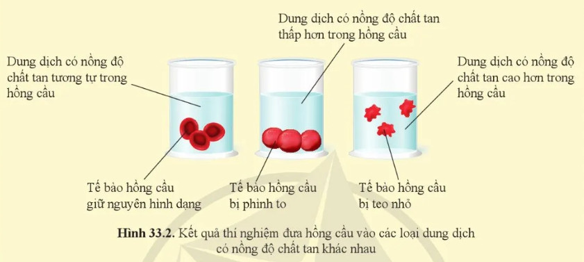 Trả lời Câu hỏi 2 trang 158 KHTN lớp 8