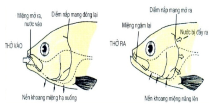 Vận dụng 1 trang 111 KHTN lớp 7: Vì sao mở nắp mang cá có thể biết cá còn tươi hay không?